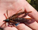 Noike Yabby 1.9'' Noike Yabby 1.9''